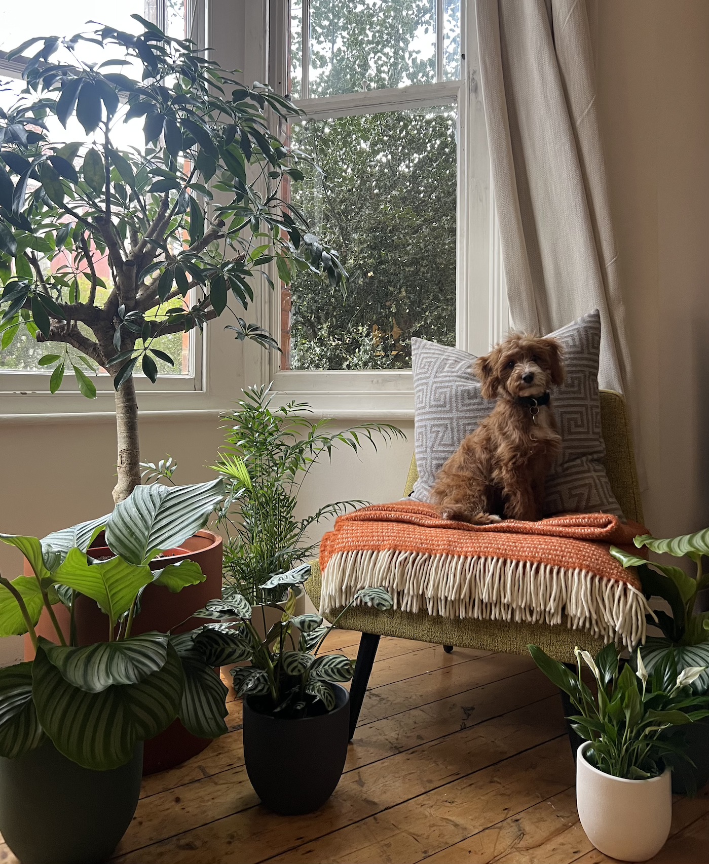 Pet Friendly Plants - Top Tips to Keep Your Dog Away From Your Houseplants