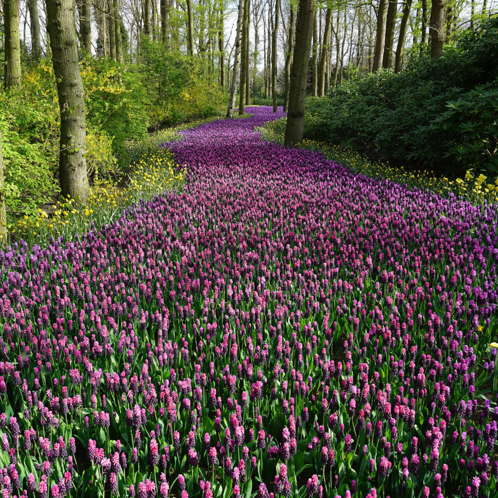 A scene of purple spring florals growing in a green woodland area.