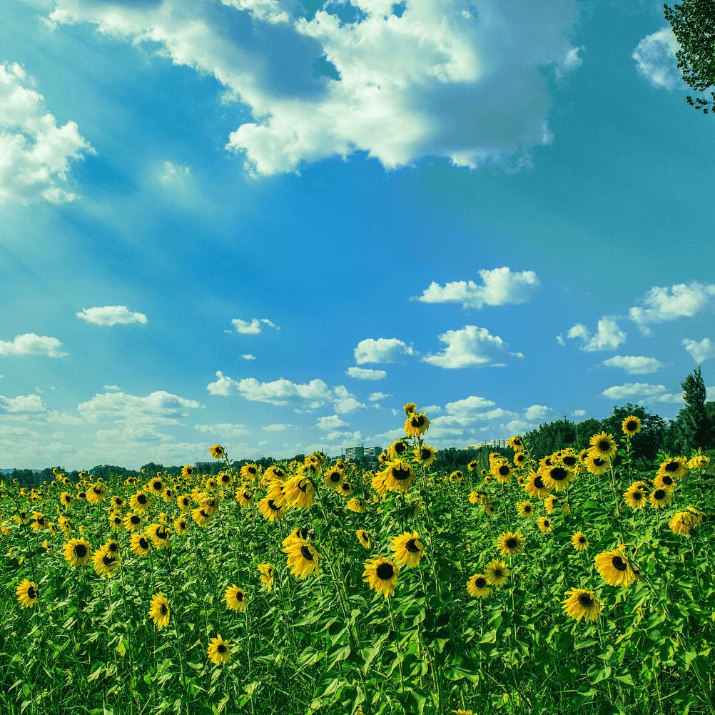 a field of yellow sunflowers under a blue, partially cloudy sky.