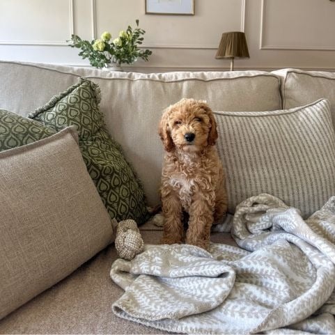 A beige sofa matched with a green and neutral arrangement of sofa cushions, accompanied by a dog and a throw blanket.