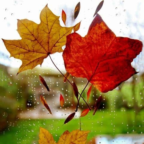 Wet autumn leaves stuck on a garden window in front of a rainy outdoor scene.