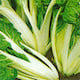 Swiss Chard