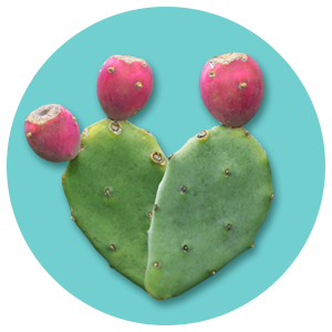best sellers bundle ($106 value)