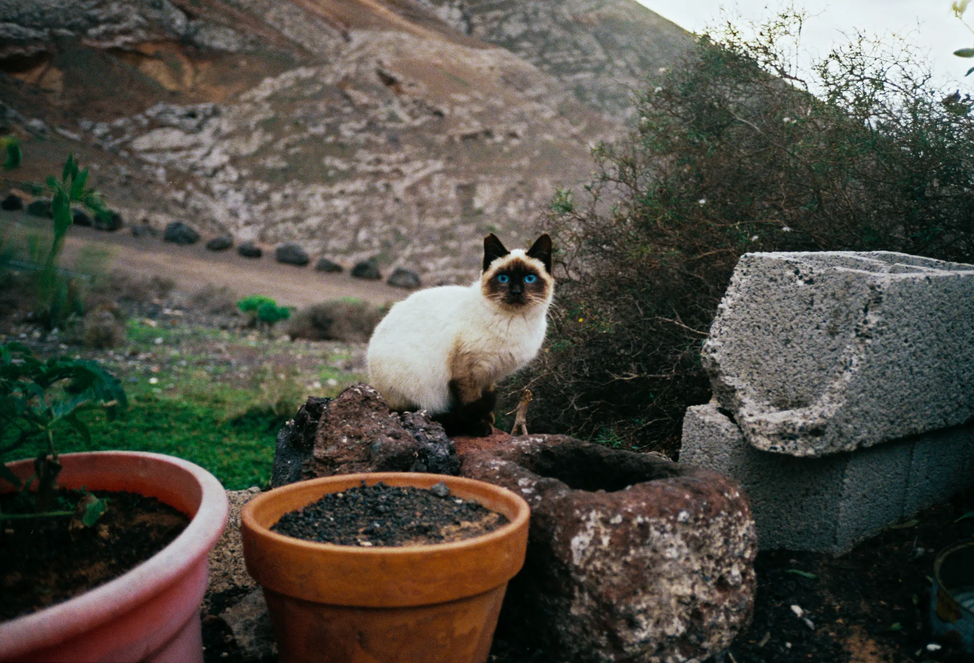 Siamese Cat in Lanzarote