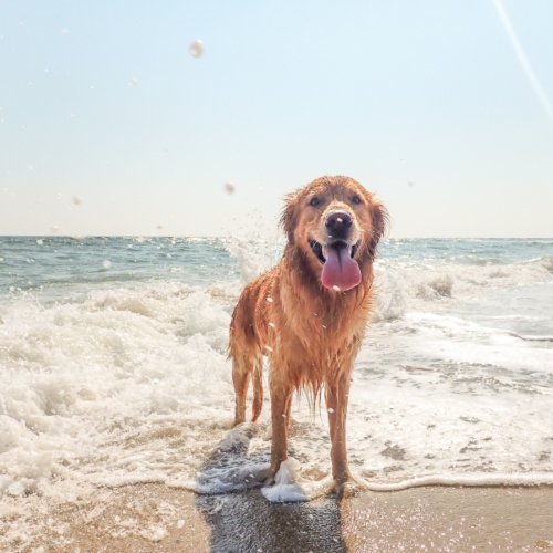 Top 5 Dog Friendly Beaches In Europe