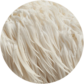 Lion's Mane Mushroom