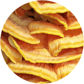 Reishi Mushroom
