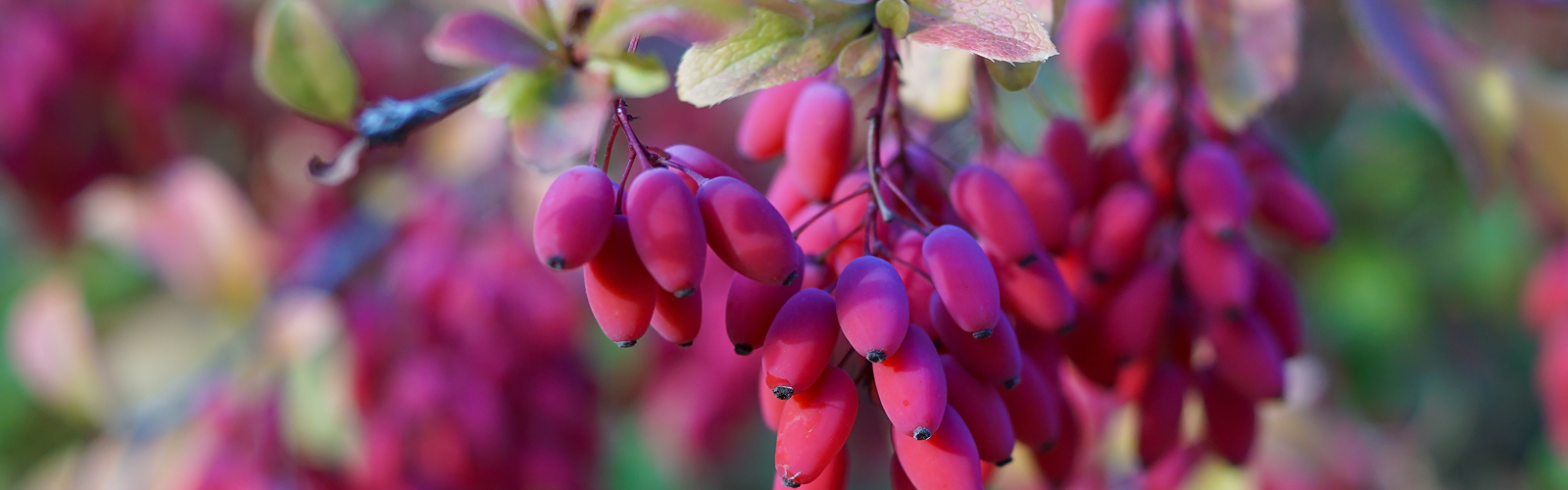 Why Berberine After GLP-1 Therapy? A Clinical Perspective on Metabolic Support