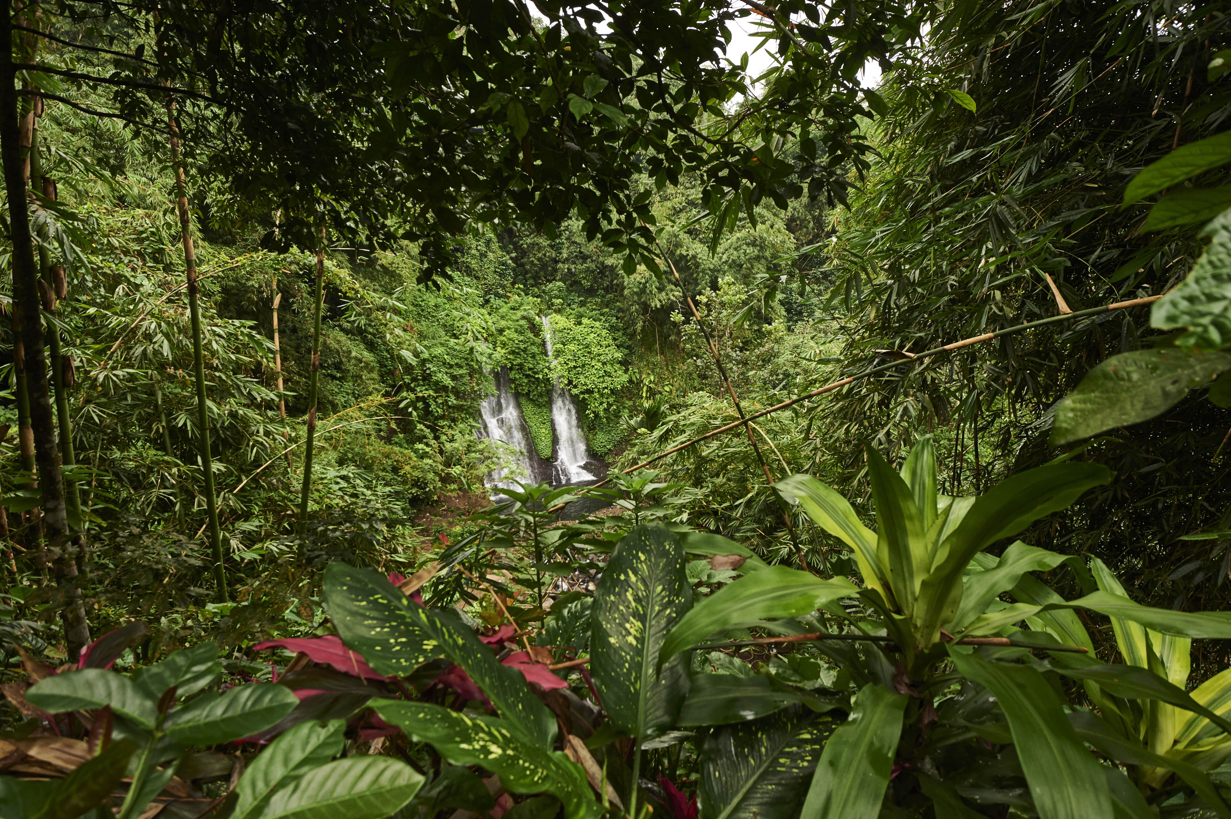 Southeast Asia Jungle