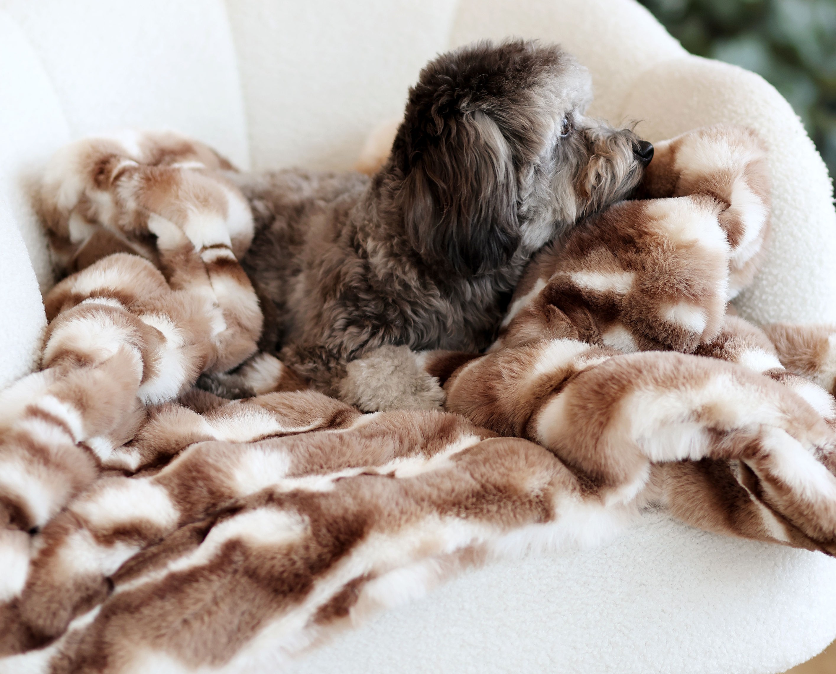 Dog relaxing in a cozy blanket during a calm indoor rest routine 