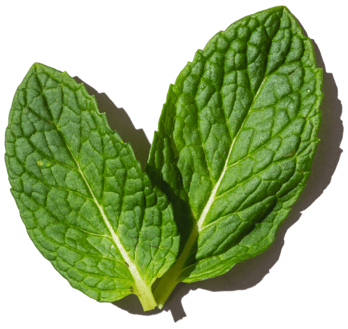 Minty Chocolatekey ingredient