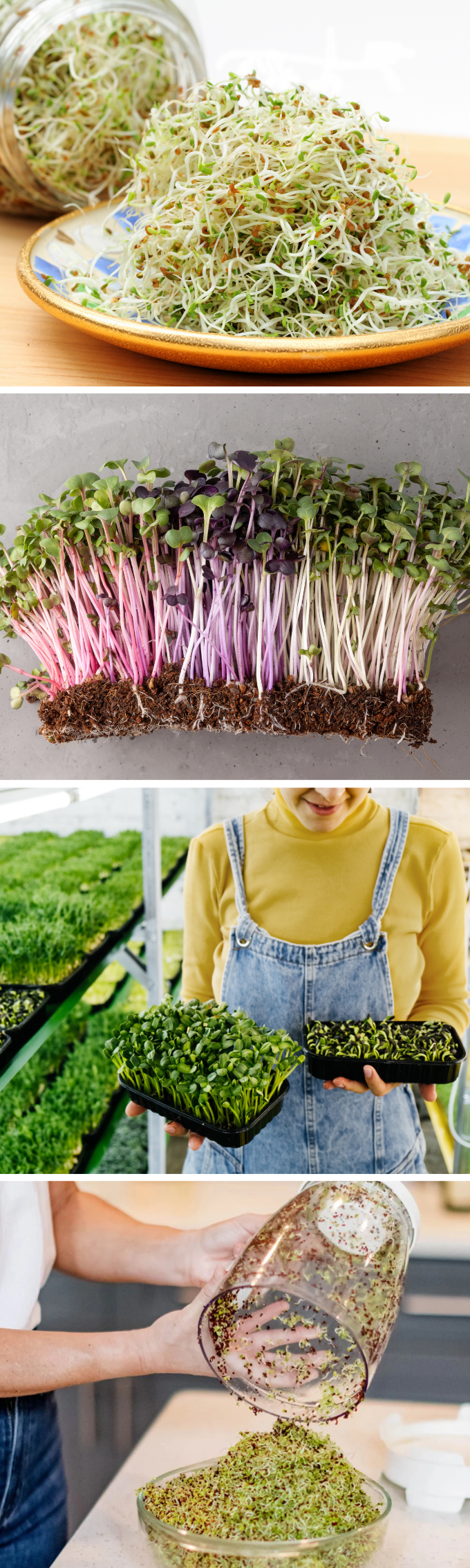 Sprouts vs. Microgreens: Discover the Differences!