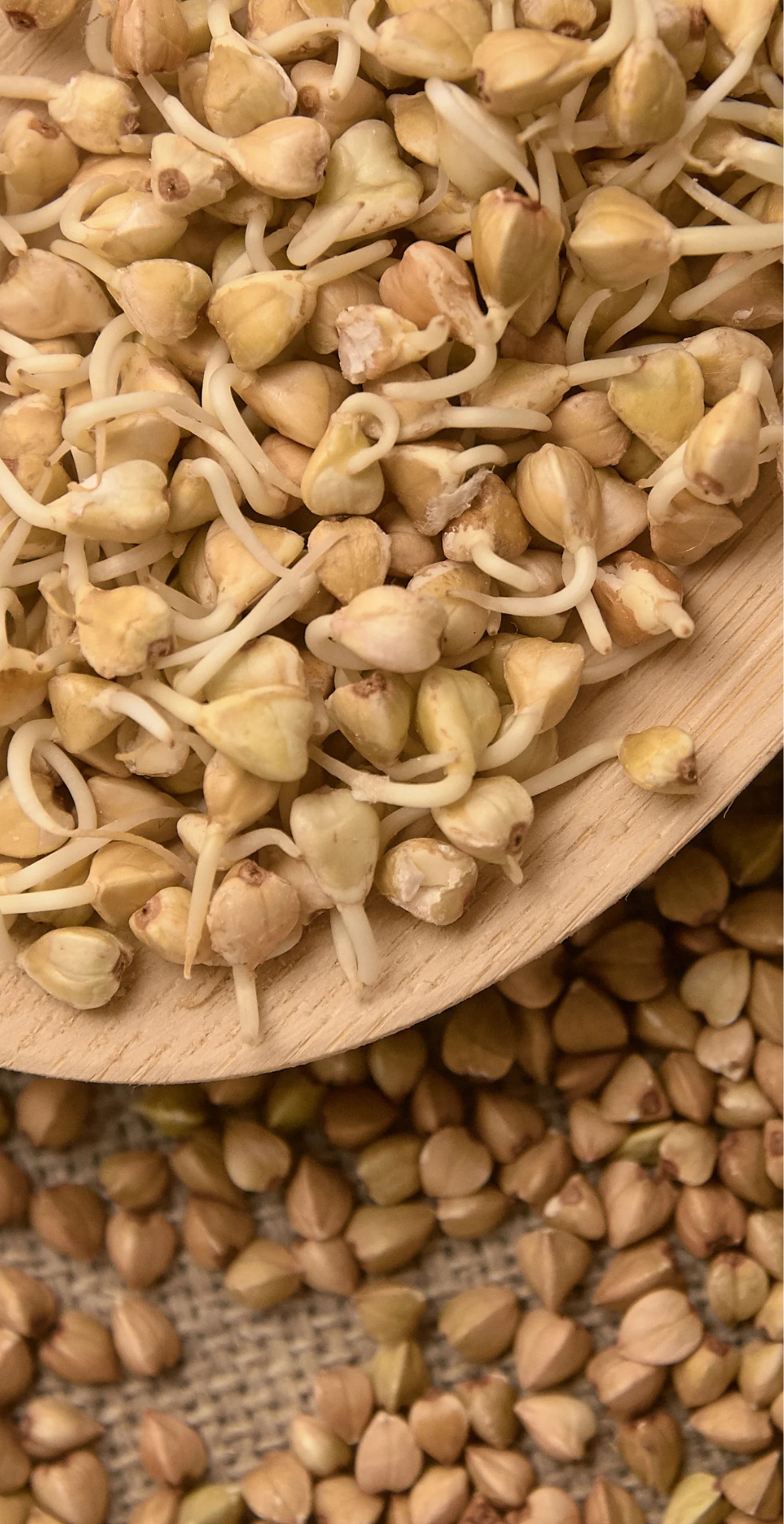 HOW TO SPROUT BUCKWHEAT
