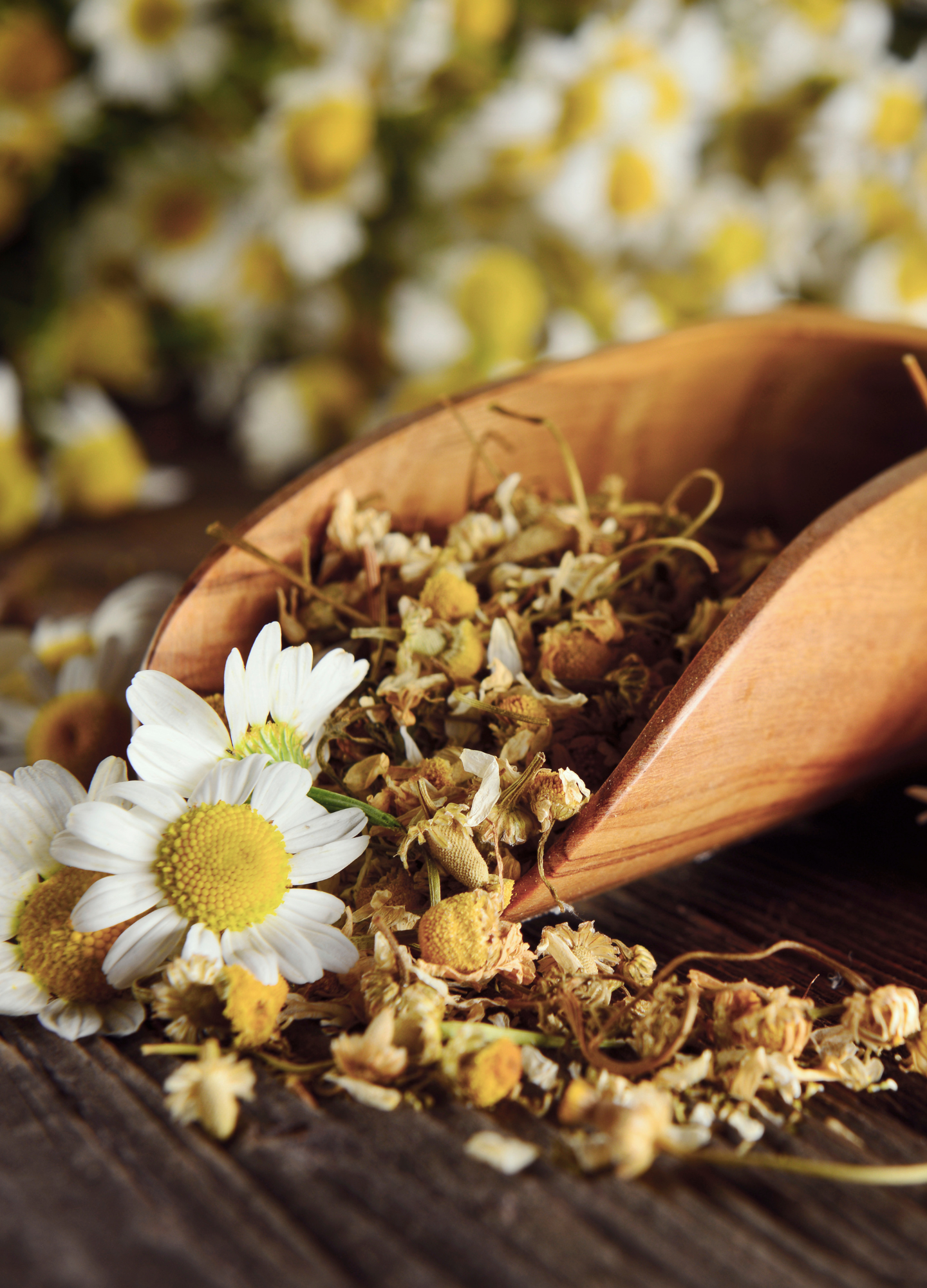 7. chamomile