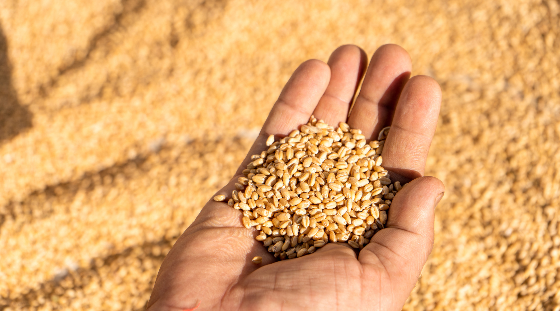 DIFFERENT TYPES OF WHEAT BERRIES AND HOW TO USE THEM