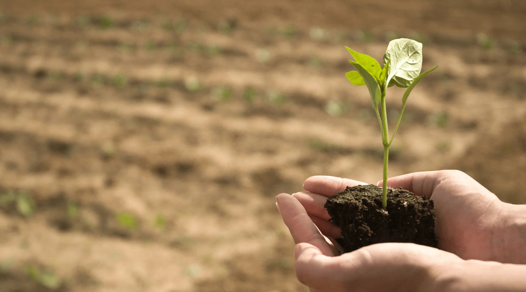ARE NON-GMO FOODS HEALTHIER? 6 REASONS WE BELIEVE SO!