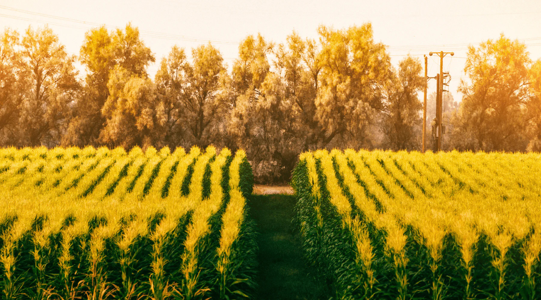 HOW LOCAL SOURCING MEANS FRESHER, BETTER, AND FAIRLY PRICED FOOD
