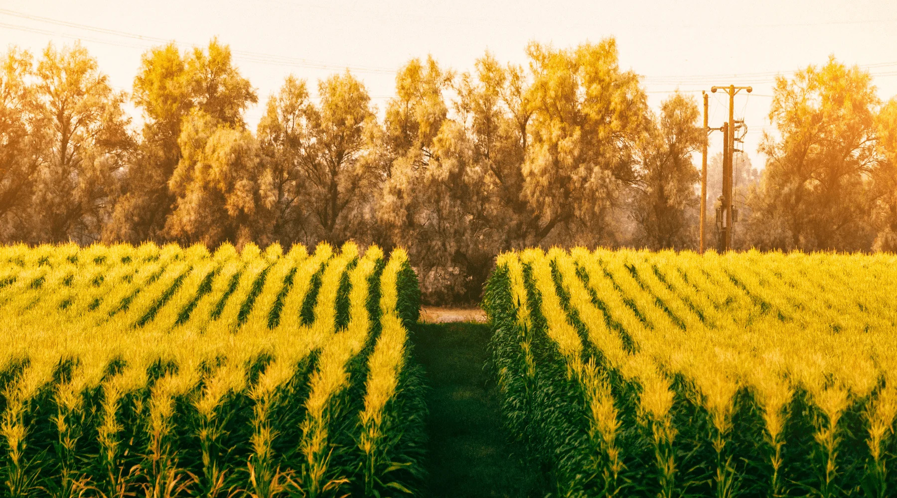 HOW LOCAL SOURCING MEANS FRESHER, BETTER, AND FAIRLY PRICED FOOD