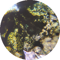 Elderflower