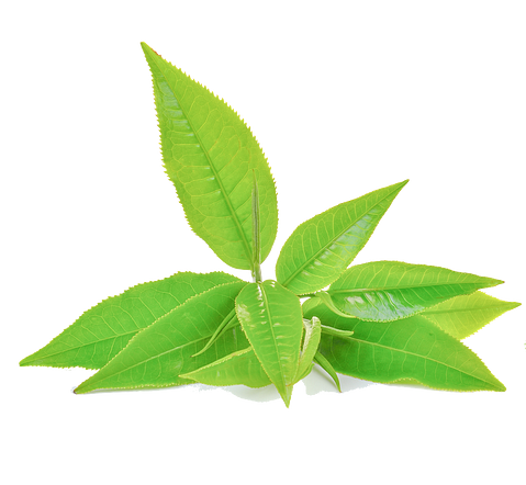 Matcha leaves
