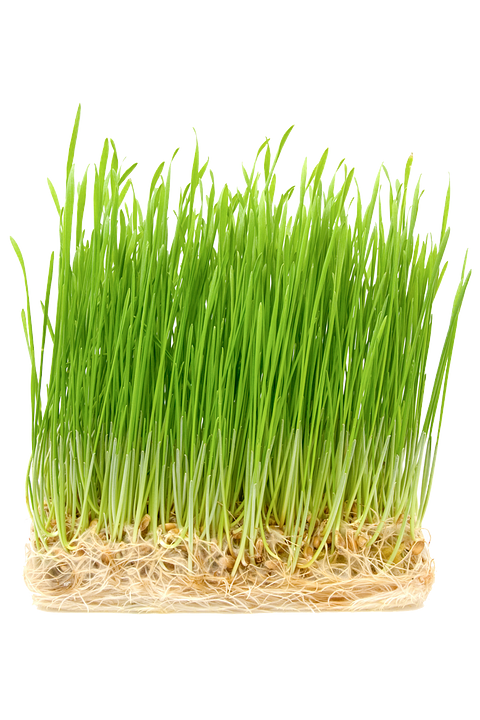 Wheatgrass