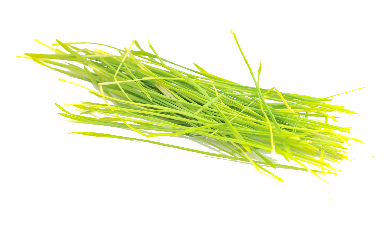 Barley grass