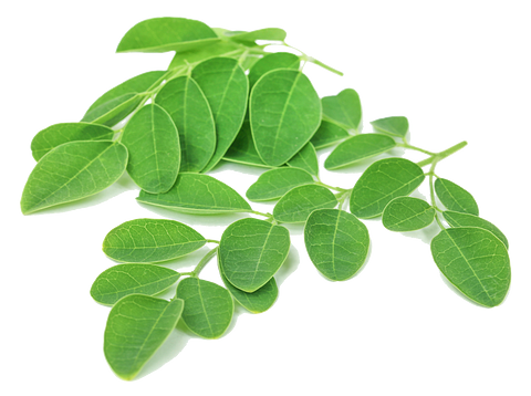 Moringa