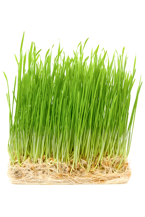 Wheatgrass
