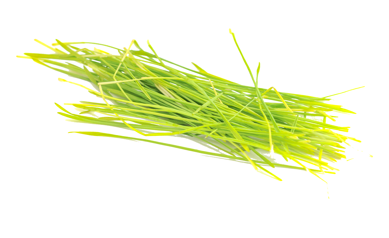 Barley grass