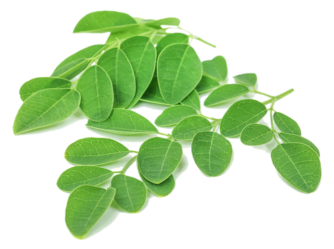 Moringa