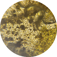 Entadine