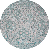 AntuComplex™