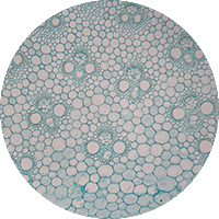 AntuComplex™