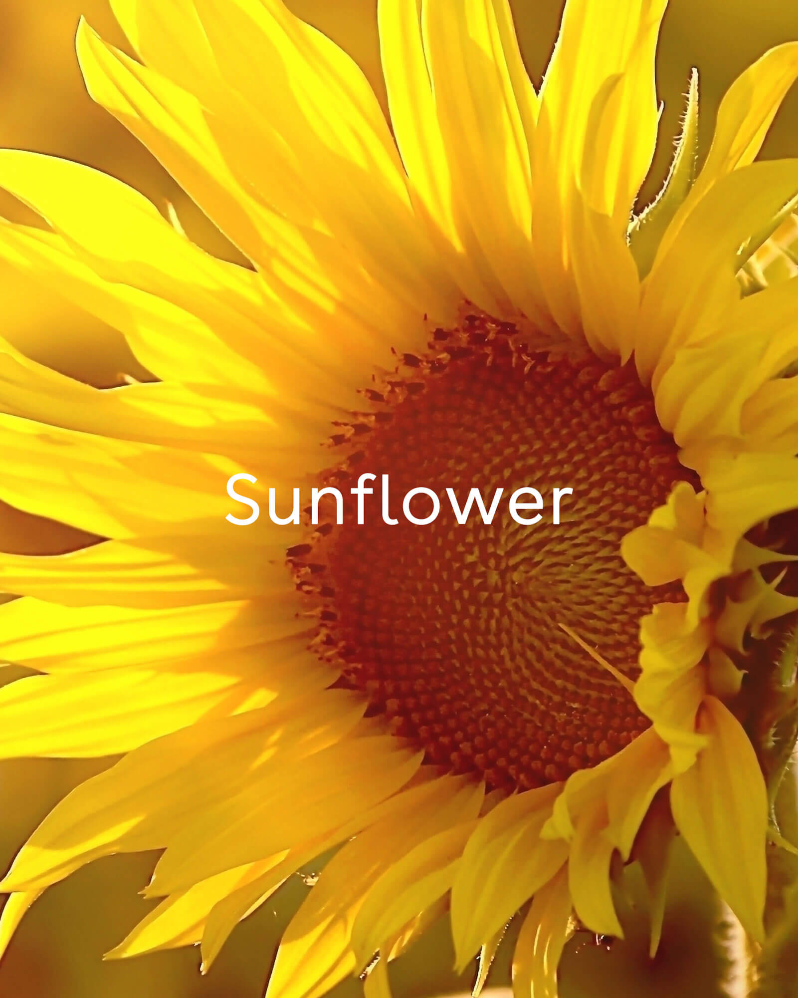 Sunflower ingredient in Calm Cleansing Milk