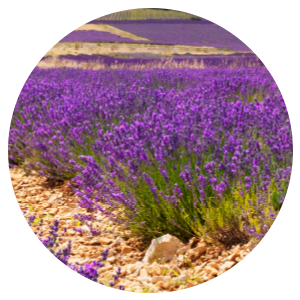 Vitamin C Shower Filter Lavender Land