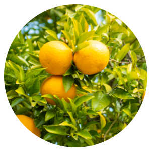 Vitamin C Shower Filter Rainforest Mist