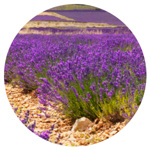 Sugar Scrub + Bubble Wash Lavender Land