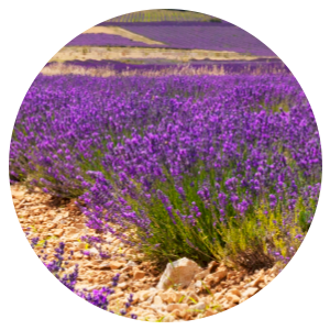 Sugar Scrub + Bubble Wash Lavender Land