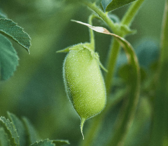 Closeup of chickpea growing on plant