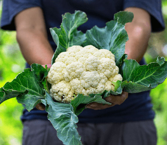 Hands holding a head of freshly-harvested cauliflower