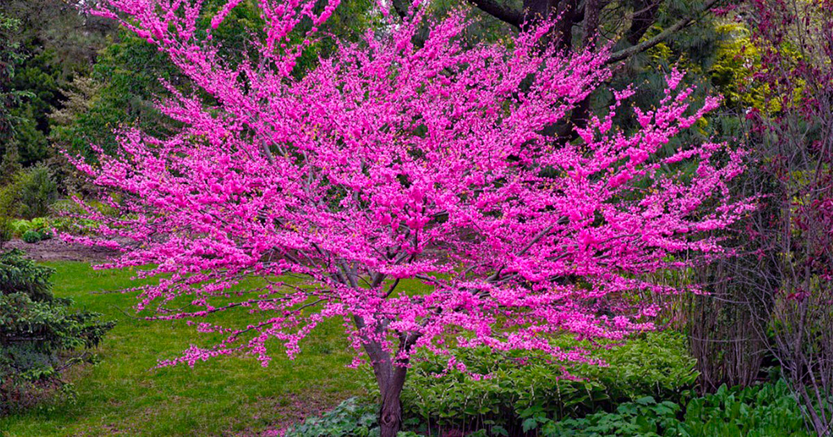 Lavender Twist Weeping Redbud Tree