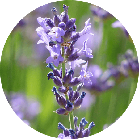 Lavender Flower Oil