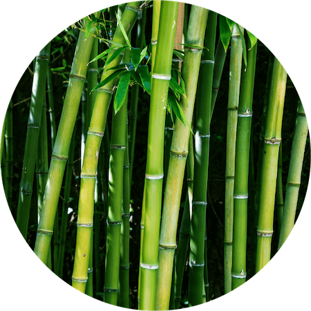 Bamboo Stem Powder