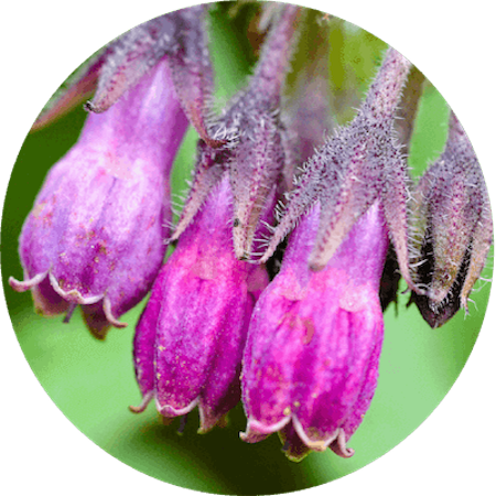 Comfrey Root