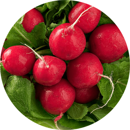 Radish Root Ferment Filtrate