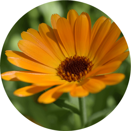 Calendula Flower Extract