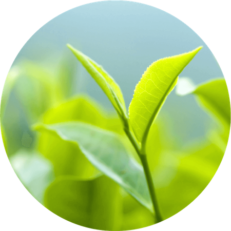 Japanese Green Tea Leaf