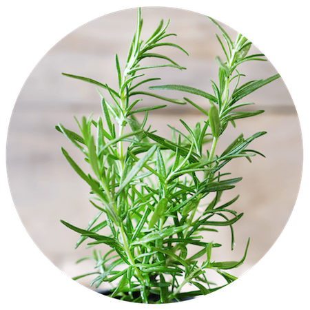 Rosemary Extract