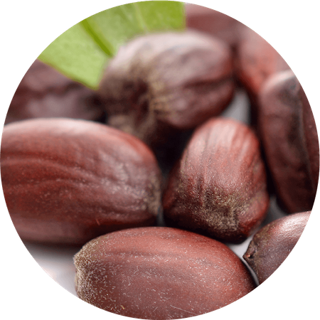 Jojoba Seed Oil