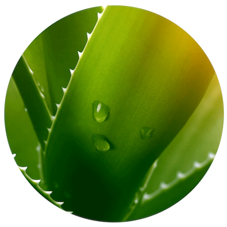Organic Aloe Vera Leaf Juice